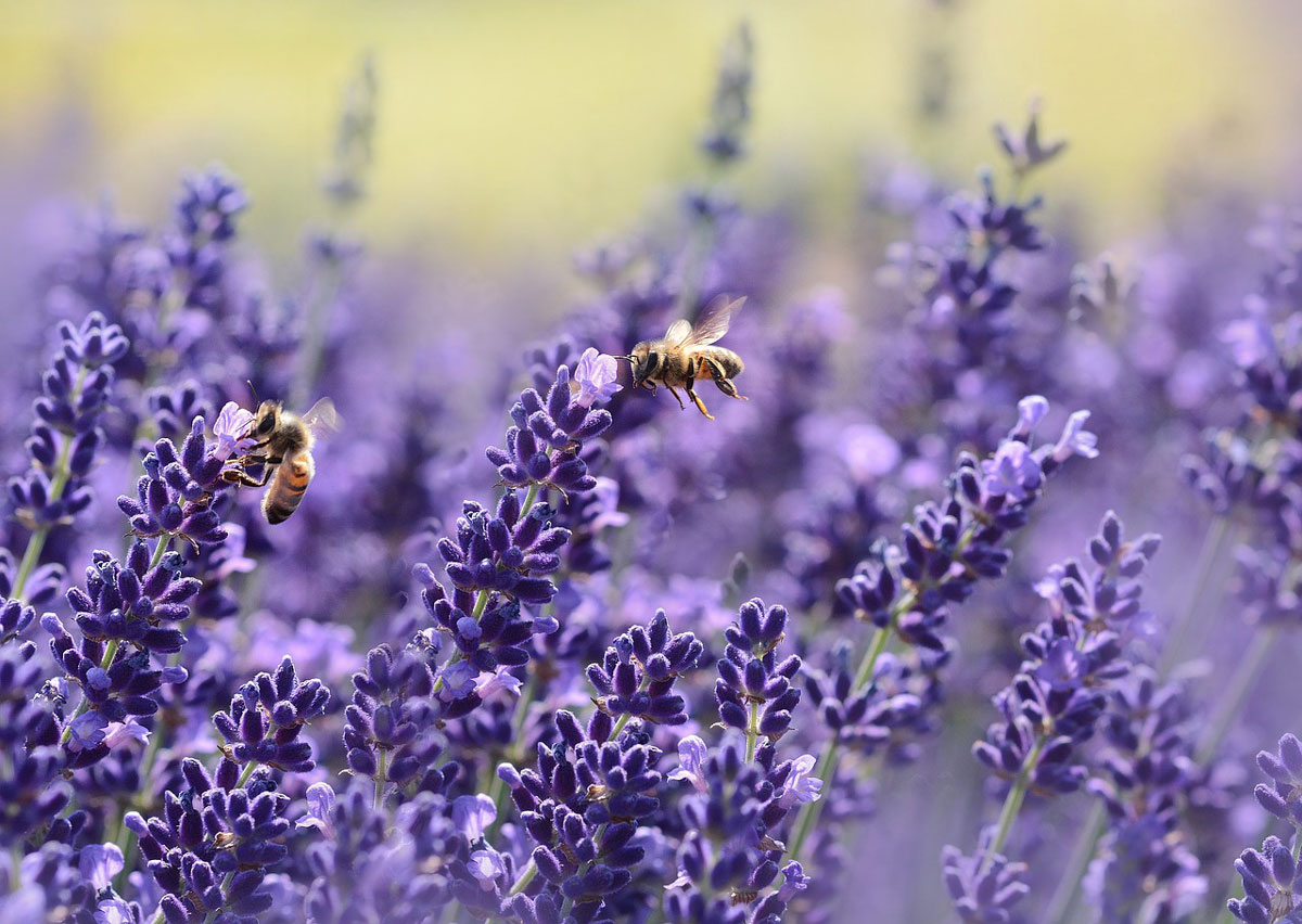 lavender-1537694_1280